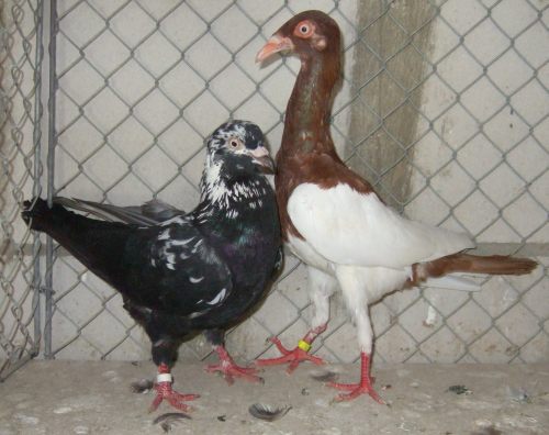 Datei:DLT schw tiger 29a.jpg