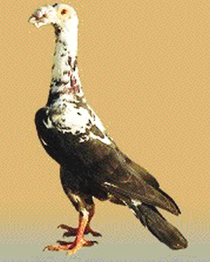 Datei:DLT schw tiger 40a.jpg