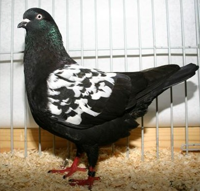 Datei:DLT schw tiger 21a.jpg