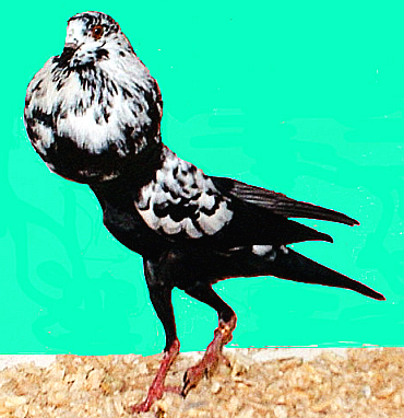 Datei:DLT schw tiger 8.jpg